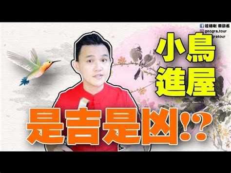 麻雀進屋|麻雀誤闖辦公室是吉兆？單位是不是要「火」？